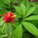 Costus barbatus