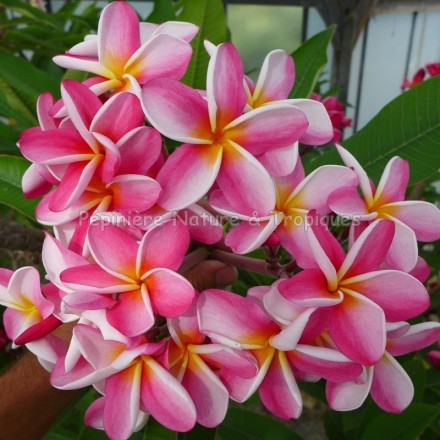 Plumeria rubra 'Tricolor' - Frangipanier Blanc, Rouge et Jaune