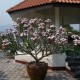 Plumeria rubra 'Mini White' - Frangipanier Blanc