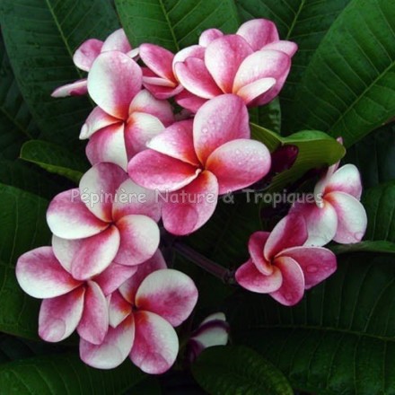 Plumeria rubra 'Elsie' - Frangipanier Rose et Blanc