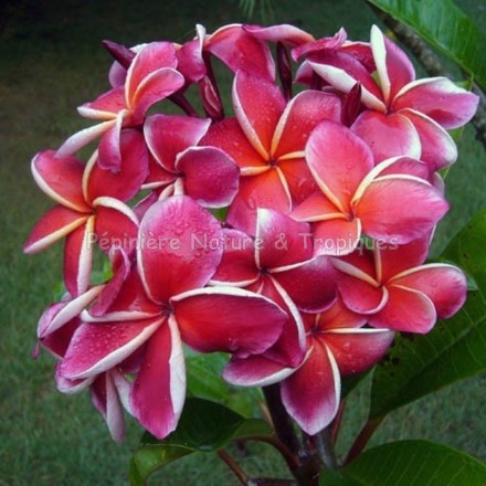 Plumeria rubra 'Gina' - Frangipanier Rouge Bordeaux