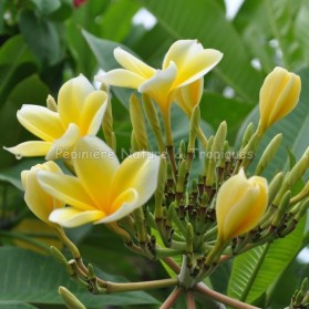 Plumeria rubra 'Punch Banana' - Frangipanier Jaune