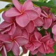 Plumeria rubra 'Calcuta Star' - Frangipanier Rose foncé