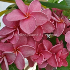 Plumeria rubra 'Calcuta Star' - Frangipanier Rose foncé