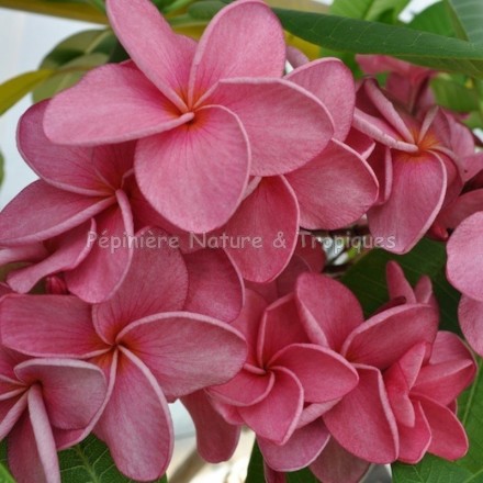 Plumeria rubra 'Calcuta Star' - Frangipanier Rose foncé