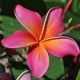 Plumeria rubra 'Sunburst' - Frangipanier Rouge,Orange et jaune