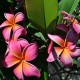 Plumeria rubra 'Sunburst' - Frangipanier Rouge,Orange et jaune