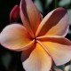 Plumeria rubra 'Kimo' - Frangipanier Orange