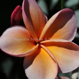 Plumeria rubra 'Kimo' - Frangipanier Orange