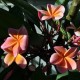 Plumeria rubra 'Kimo' - Frangipanier Orange