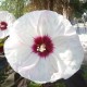 Hibiscus x moscheutos 'White Buddy Jewel' - Hibiscus blanc rustique
