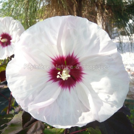 Hibiscus x moscheutos 'White Buddy Jewel' - Hibiscus blanc rustique