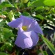 Thunbergia erecta