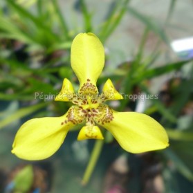 Trimezia steyermarkii - Iridacée jaune