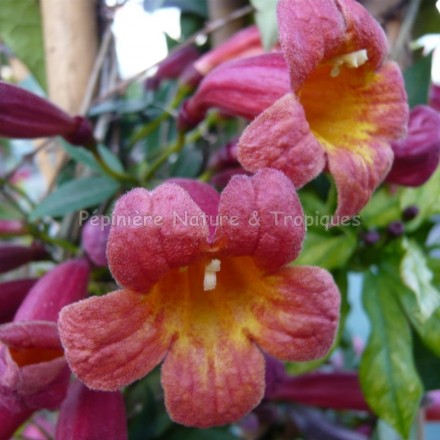 Bignonia capreolata 'Atrosanguinea' - Bignone Cacao Rouge foncé