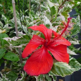 Hibiscus rosa sinensis 'Cooperi'