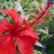 Hibiscus rosa sinensis 'Cooperi'