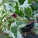 Hibiscus rosa sinensis 'Cooperi'