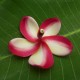 Plumeria rubra 'Intense Rainbow' - Frangipanier Jaune vif