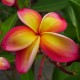 Plumeria rubra 'Intense Rainbow' - Frangipanier Jaune vif