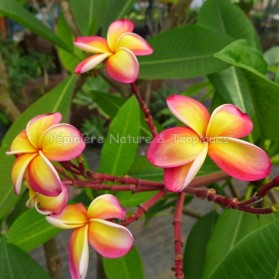 Plumeria rubra 'Intense Rainbow' - Frangipanier Jaune vif