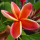 Plumeria rubra 'Lei Rainbow' - Frangipanier Jaune et Rouge