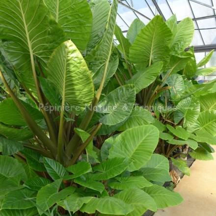 Alocasia odora