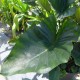 Colocasia esculenta 'Tea Cup'