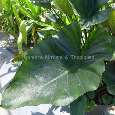 Colocasia esculenta 'Tea Cup'