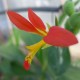 Canna indica 'Jaune-rouge'