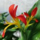 Canna indica 'Jaune-rouge'