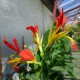 Canna indica 'Jaune-rouge'