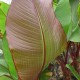 Ensete ventricosum 'Maurelli' - Bananier d'Abyssinie Pourpre