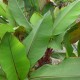 Ensete ventricosum 'Maurelli' - Bananier d'Abyssinie Pourpre