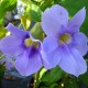 Thunbergia grandiflora ' Augusta Blue'