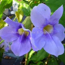 Thunbergia grandiflora ' Augusta Blue'