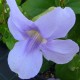 Thunbergia grandiflora ' Augusta Blue'