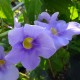 Thunbergia grandiflora ' Augusta Blue'