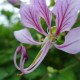 Bauhinia yunnanensis