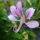 Bauhinia yunnanensis