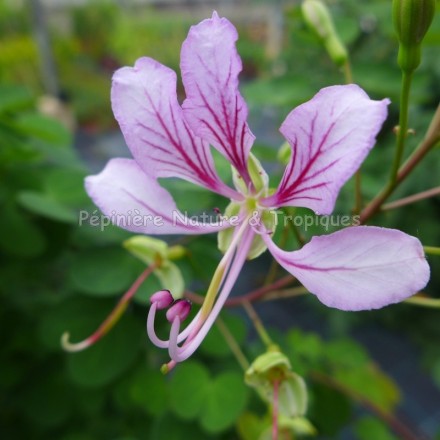 Bauhinia yunnanensis