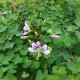 Bauhinia yunnanensis