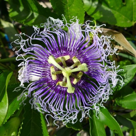 Passiflora edulis - Fruit de la Passion - Grenadille