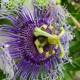 Passiflora edulis - Fruit de la Passion - Grenadille