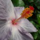 Hibiscus rosa sinensis 'Gris' - Hibiscus tropical gris