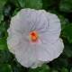 Hibiscus rosa sinensis 'Gris' - Hibiscus tropical gris