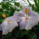 Hibiscus rosa sinensis 'Gris' - Hibiscus tropical gris