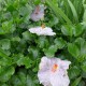 Hibiscus rosa sinensis 'Gris' - Hibiscus tropical gris