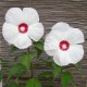 Hibiscus x moscheutos 'White Buddy Jewel' - Hibiscus blanc rustique