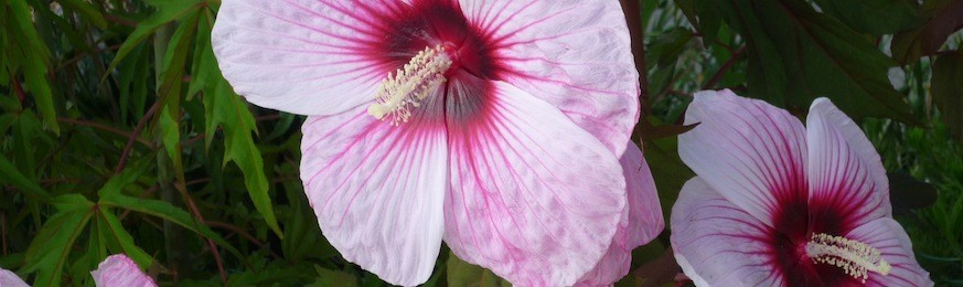 Hibiscus rustiques